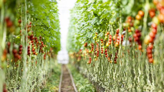 Kansen voor Bioglas breed