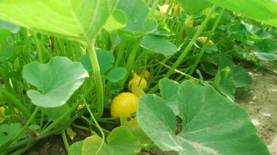 30. Pompoen, onderzoek naar bemesting en kwaliteit 