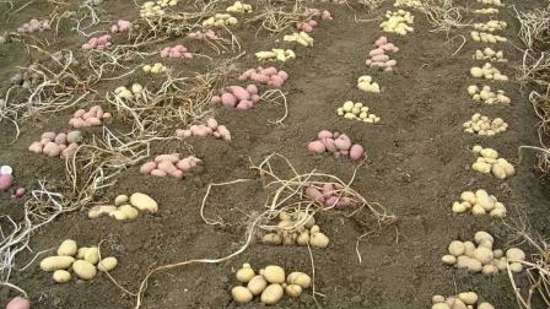 Aardappelveredeling, rasintroductie en teelt 2023