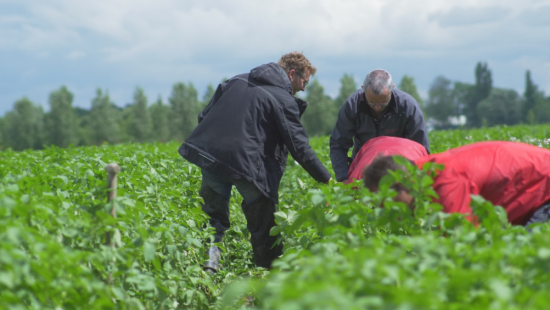 Biokennisweek: Spoedcursus biologische regelgeving - plant