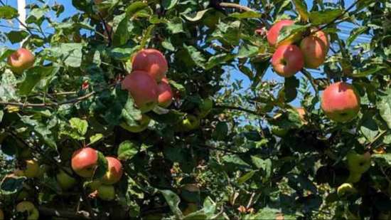 Cross Visit Fruit Serbia