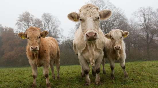 9. Hoofdpunten biologische regelgeving voor veehouderij 