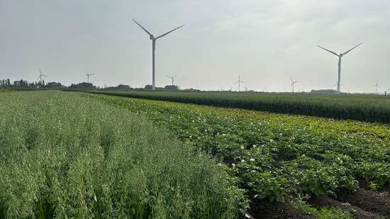 34. Strokenteelt: resultaten vier jaar praktijkonderzoek 