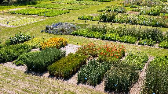 Veldexcursie proefveld Neutkens