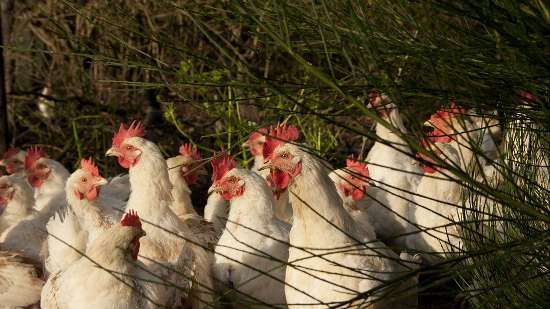 Webinar 'Biologisch Ondernemen: RVO helpt u op weg'