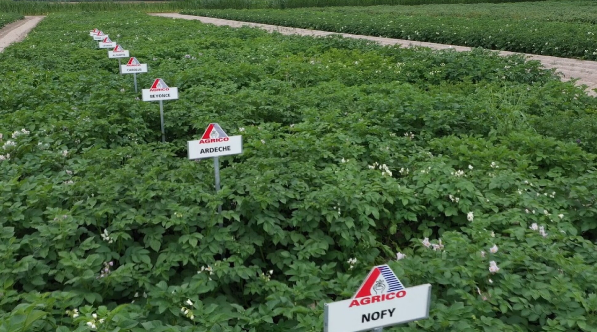 Agrico maakt aardappel robuust met Next Generation