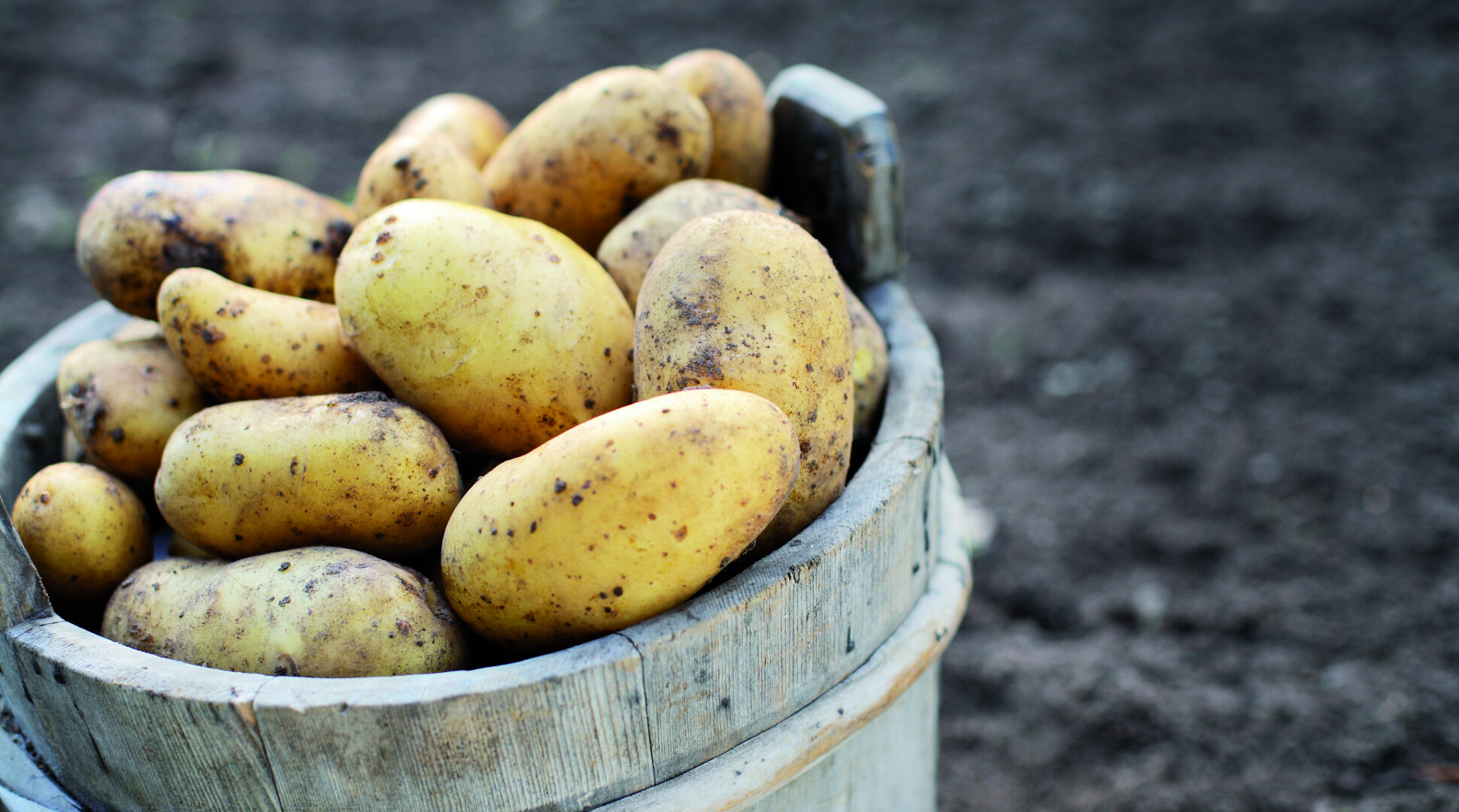 Evenement: Data bezoek demovelden robuuste aardappelrassen 2019