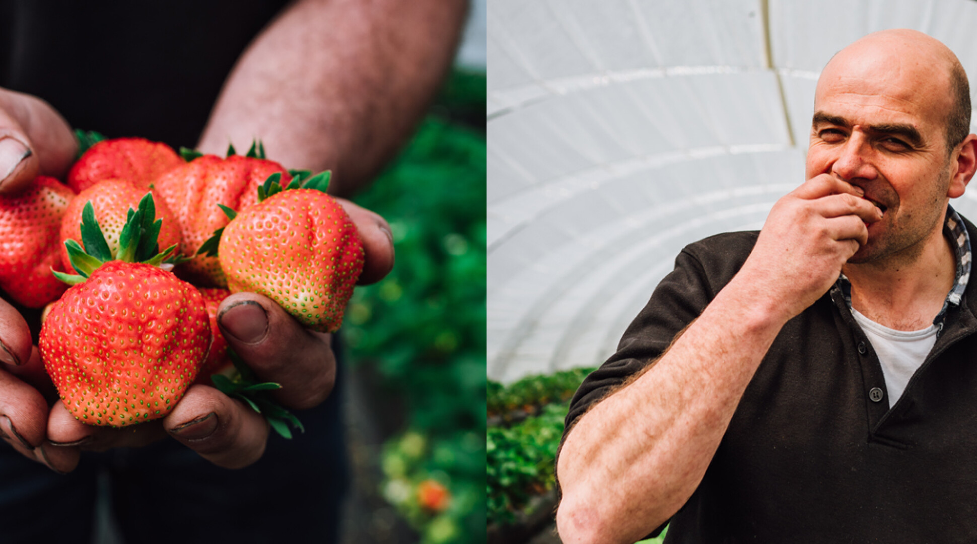 Johan over biologische aardbeien: het zijn gewoon cadeautjes