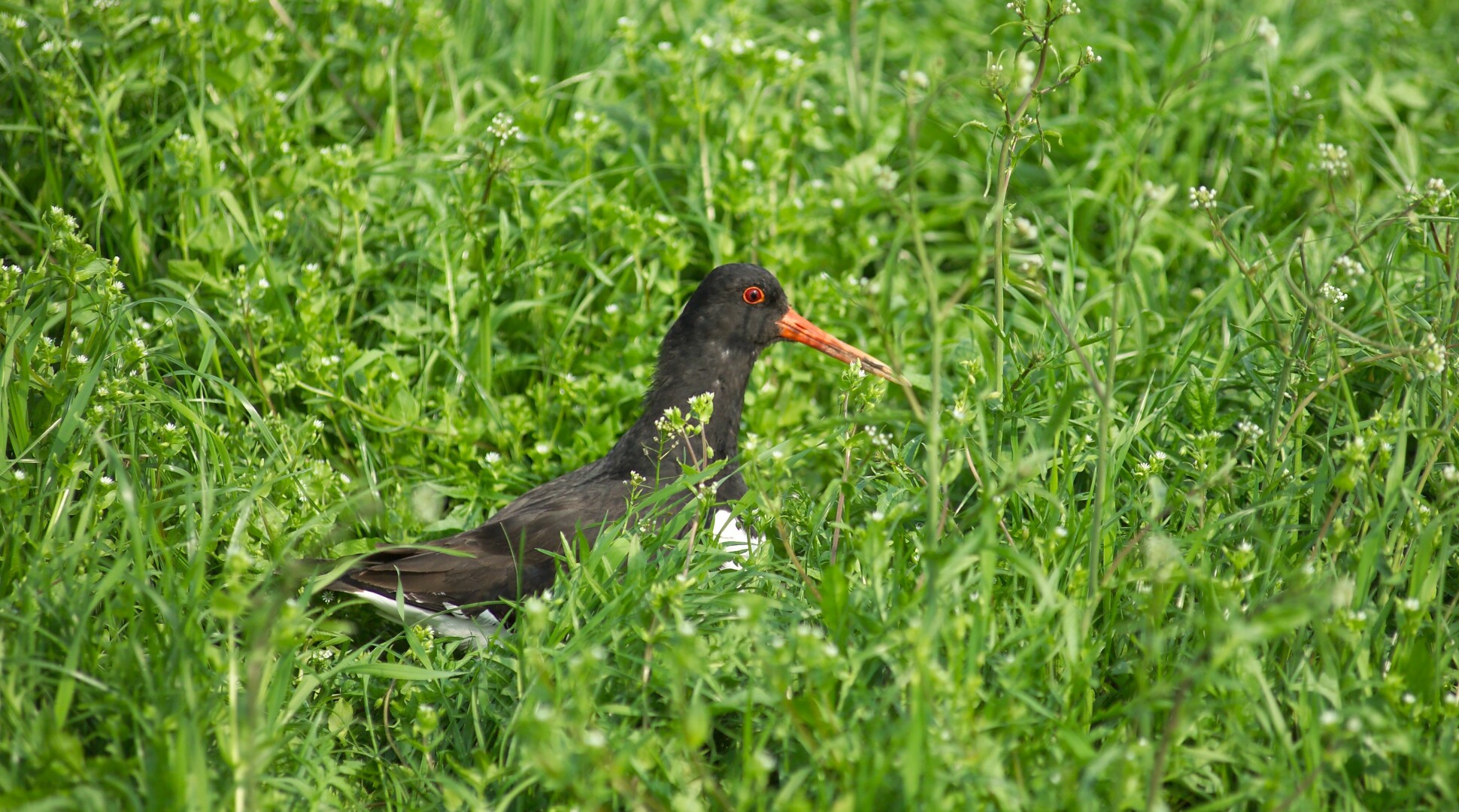 Persbericht: Weidevogelonderzoek: grote zorg om aanwezigheid residuen