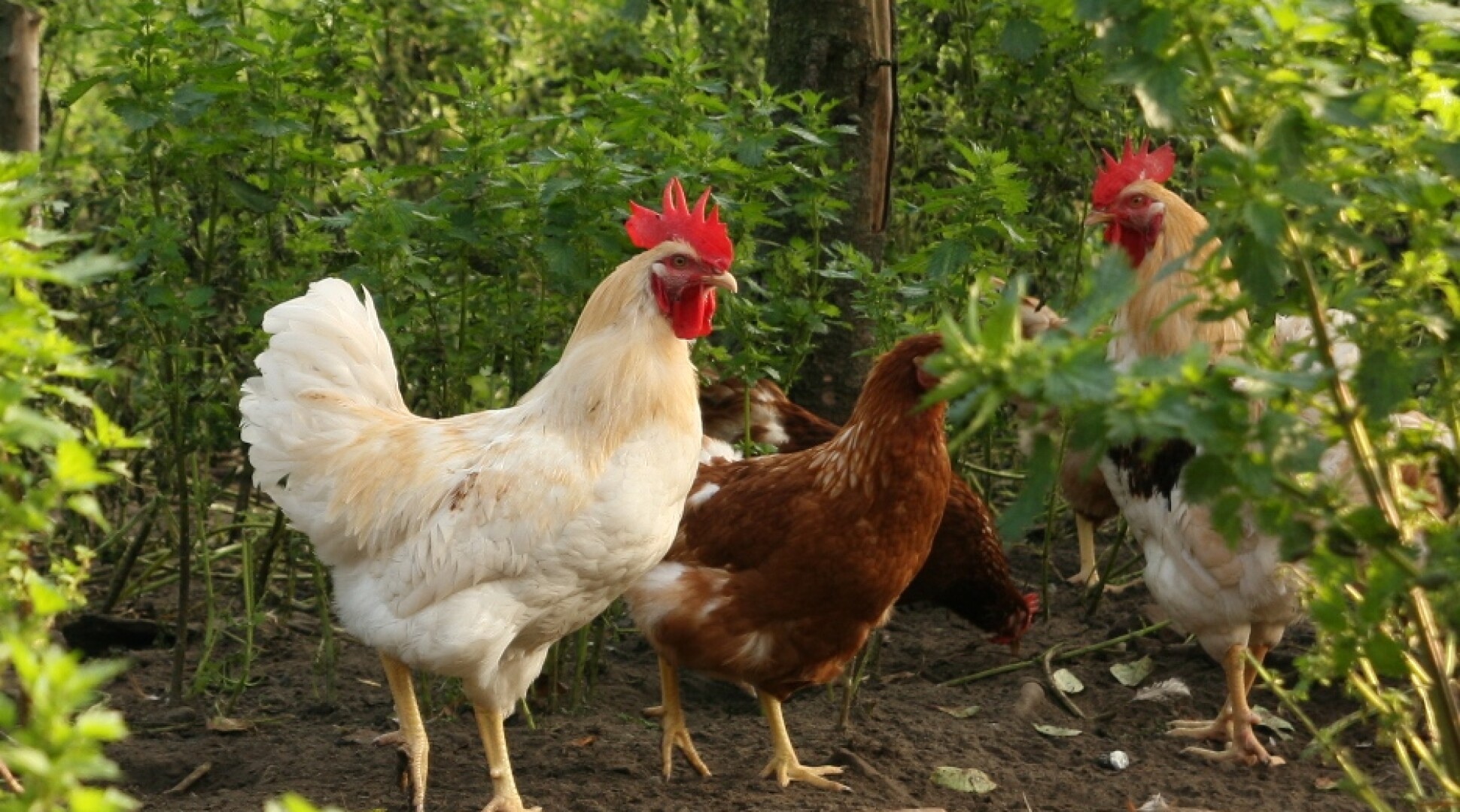 Reactie RTL: biologische producten