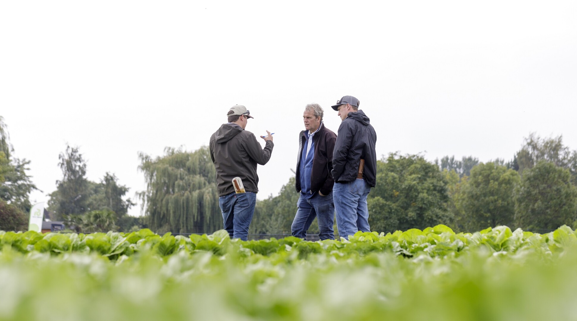 Rijk Zwaan demoweken Fijnaart 17.09.2018 - 26.10.2018