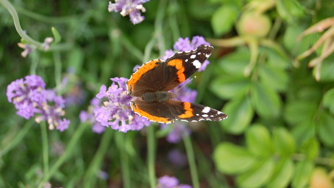 Betrouwbaar bio: Toezicht in 2018