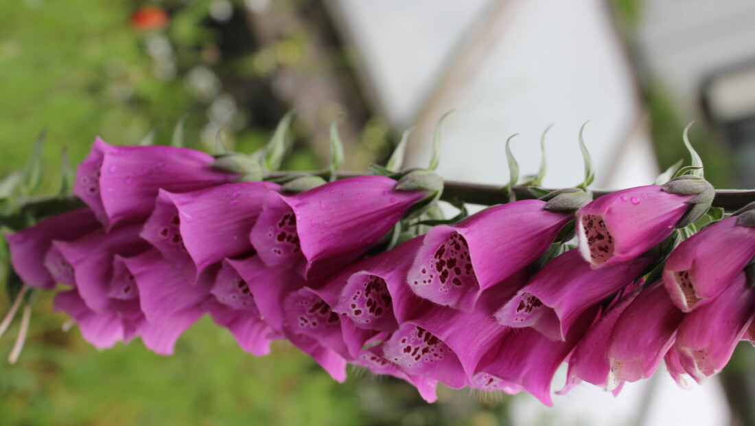 Bio Academy stelt aan u voor: