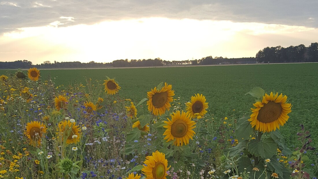 BioAcademy leeraanbod tijdens Corona-virus maatregelen
