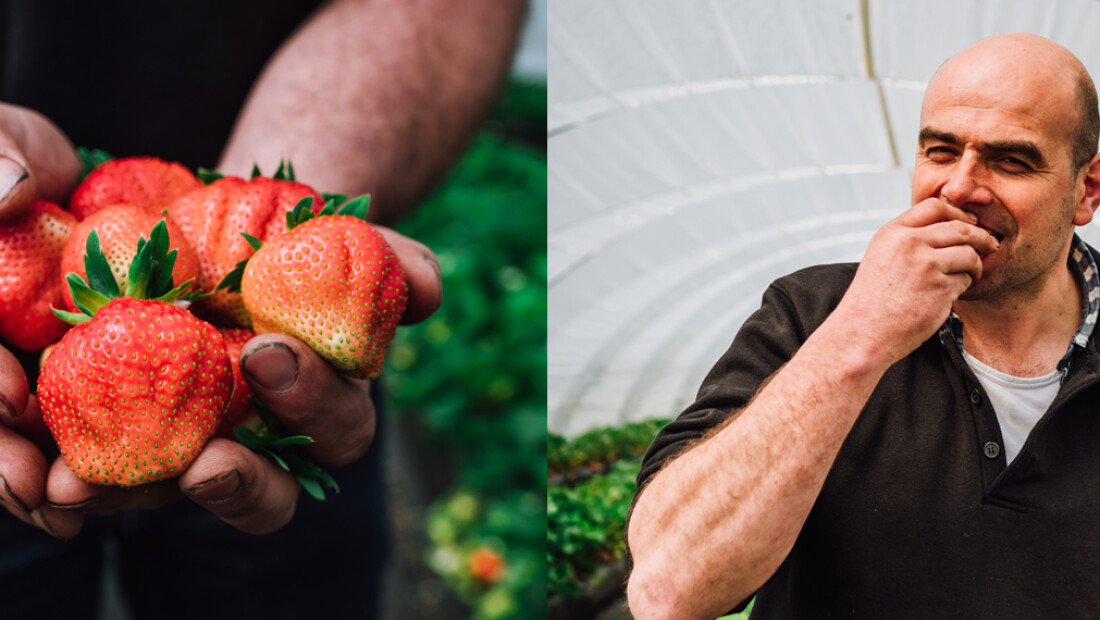 Johan over biologische aardbeien: het zijn gewoon cadeautjes