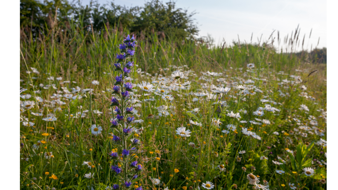 Nieuws: Zet biologisch centraal in Europees voedselbeleid