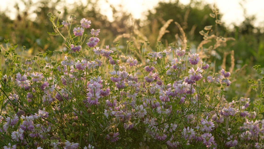 Persbericht: Handboek groenbemesters gepubliceerd