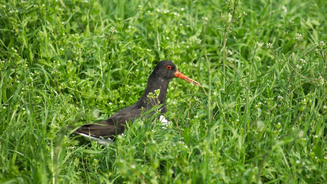 Persbericht: Weidevogelonderzoek: grote zorg om aanwezigheid residuen