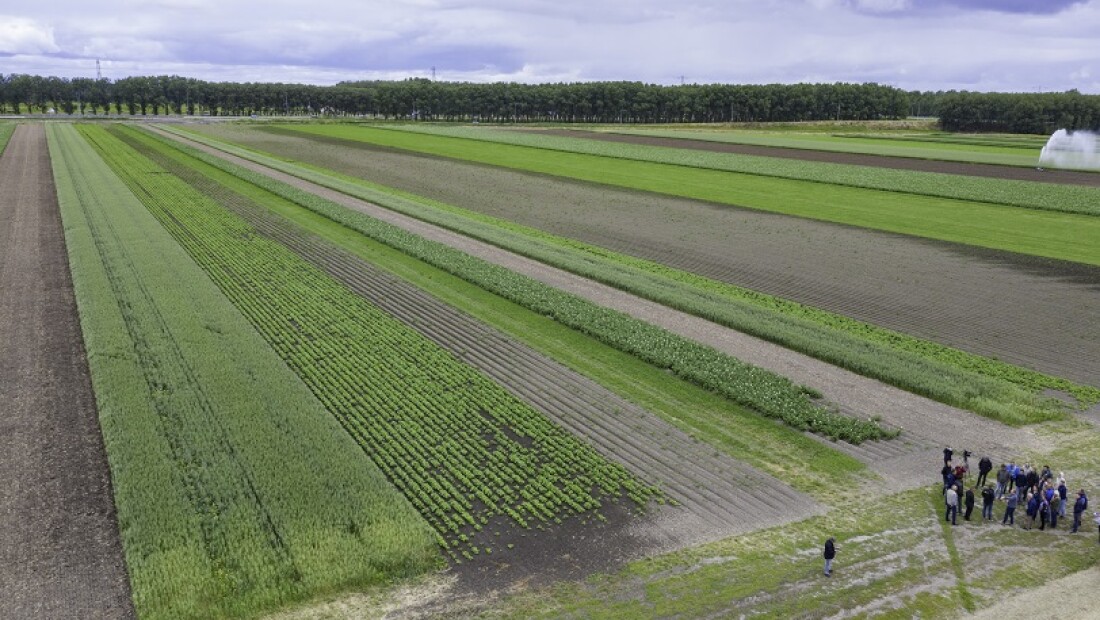 ​Strokenteelt: de teelttechniek van de toekomst of toch te mooi om waar te zijn?