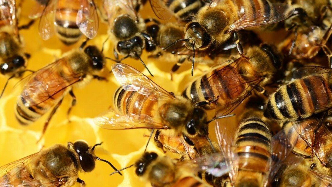 ​Webinars tijdens 5e Meimaand Bijmaand Odin